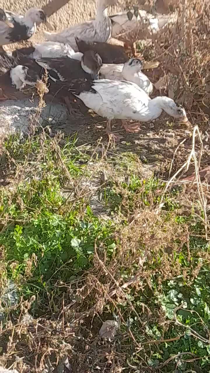 اوردک|حیوانات مزرعه|جوادآباد, |دیوار