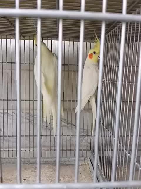 عروس هلندی جفت|پرنده|قم, انصارالحسین|دیوار