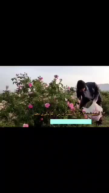 4هکتار کارگاه، باغ شهری، باغ انجیر، سوله، سردخانه|عمده‌فروشی|فیروزآباد (فارس), |دیوار