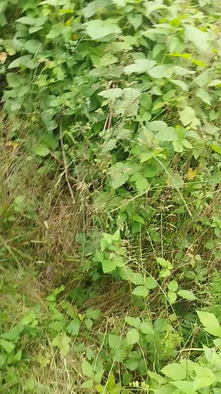 خونه باغ قدیمی ۲/۷۰۰متر سند تک برگ|فروش خانه و ویلا|رضوانشهر, |دیوار