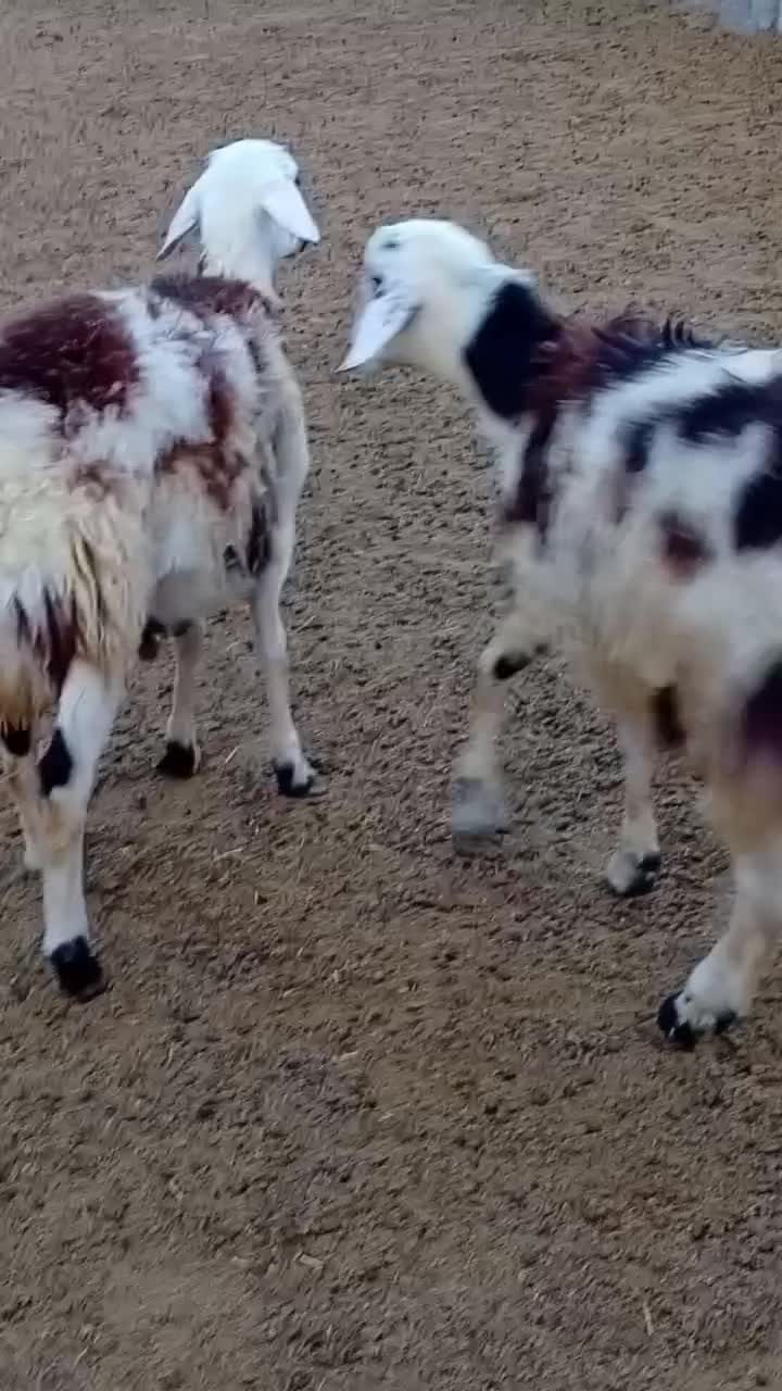 ۷تابره قوچ و یه قوچ دوشیره پلنگی|حیوانات مزرعه|بروجرد, |دیوار