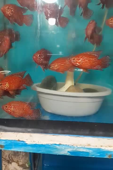 انواع ماهی گیاهخوار و گوشتخوار کت|ماهی|فردیس, ثابتی|دیوار