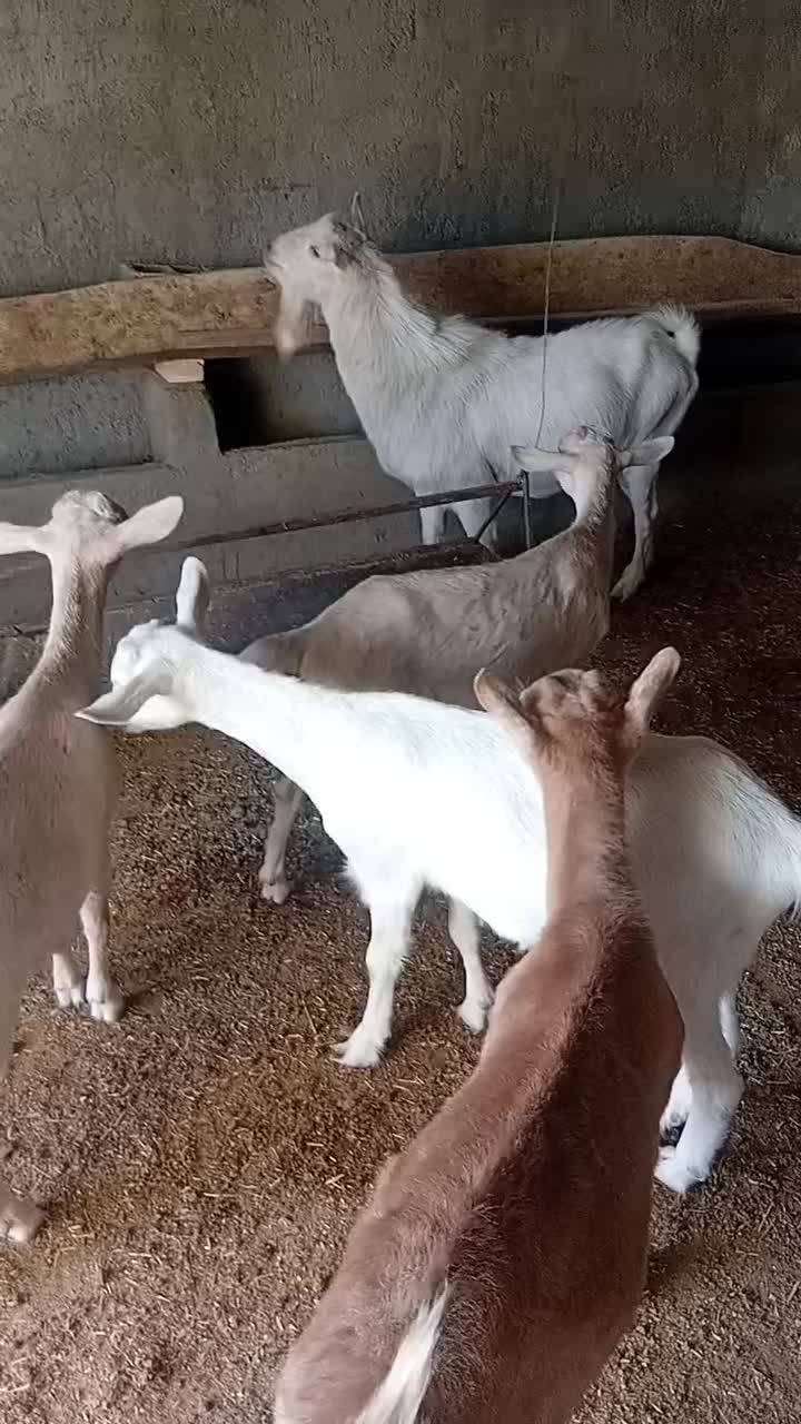 بزغاله سانن کل اصل|حیوانات مزرعه|فریمان, |دیوار