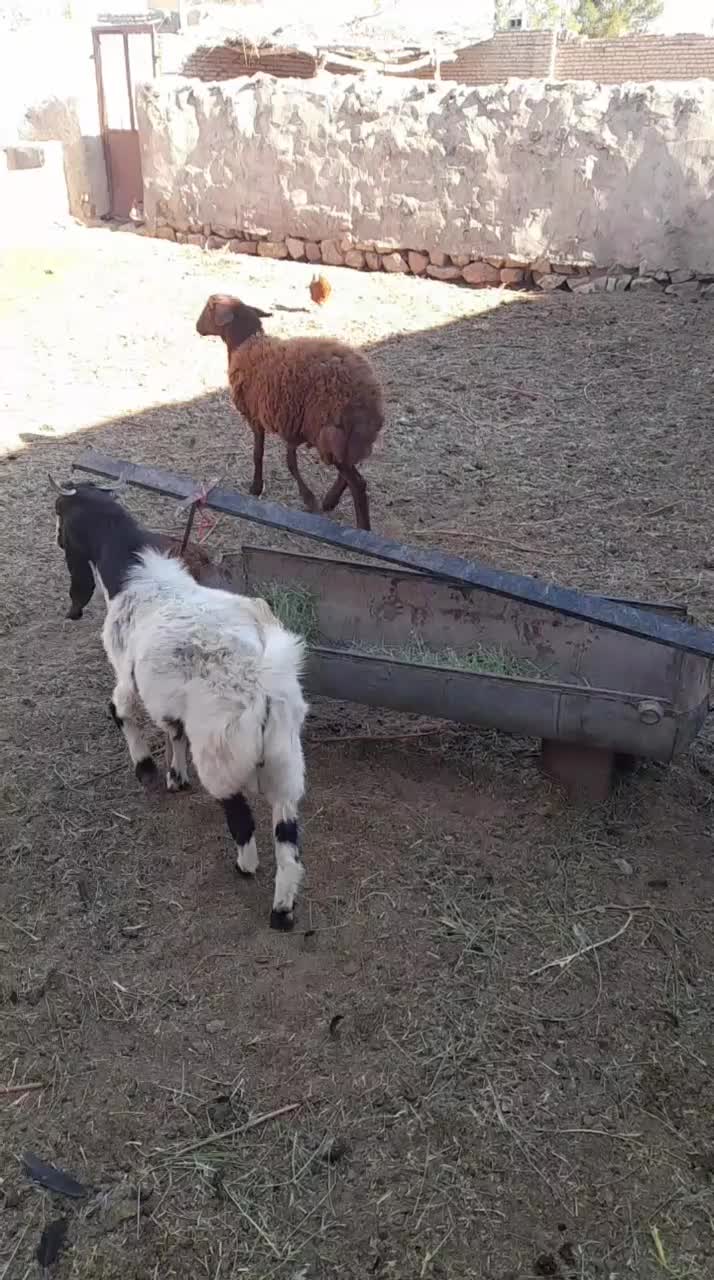 بره بزغاله بز با بزغاله|حیوانات مزرعه|شاهرود, |دیوار