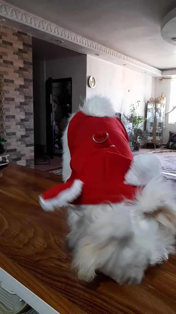 سگ شیتزو عروسکی|سگ|یاسوج, |دیوار