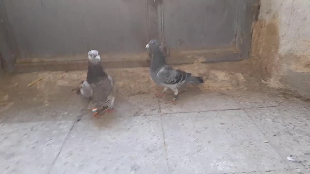 دوتا المانی پر کفچه|پرنده|بردسکن, |دیوار