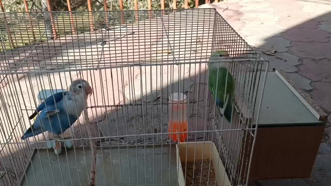 کوتوله برزیلی و مرغ عشق|پرنده|طرقبه, |دیوار