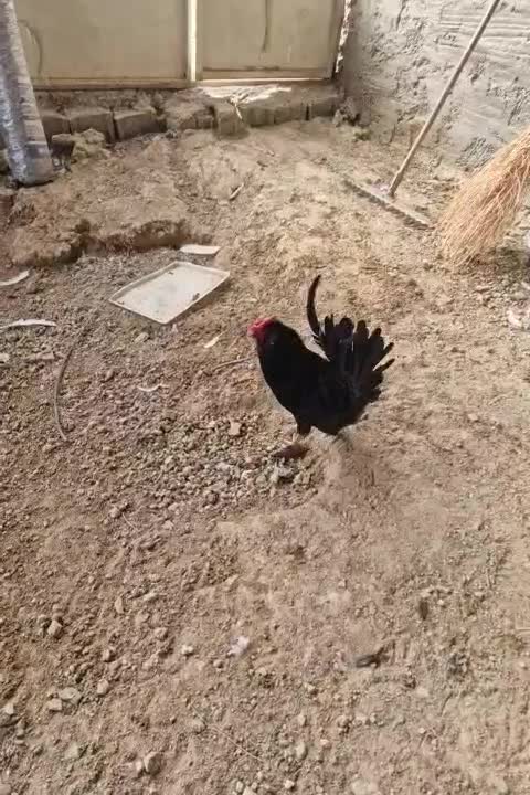 خروس گلین مشکی درجه یک|حیوانات مزرعه|فلاورجان, |دیوار