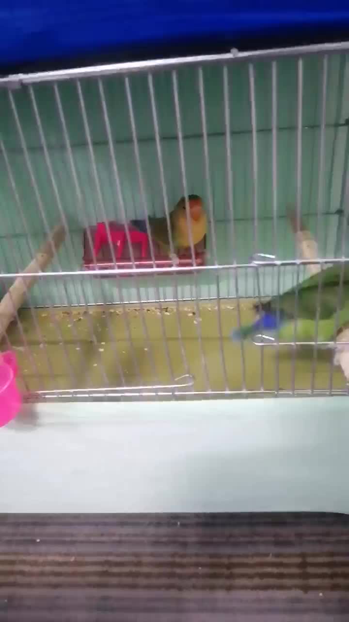 کوتوله برزیلی|پرنده|آشخانه, |دیوار