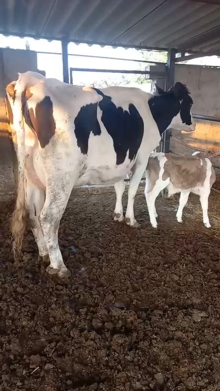 ۱راس گاو۳۰کیلوشیرگوساله نر|حیوانات مزرعه|بندر ترکمن, |دیوار