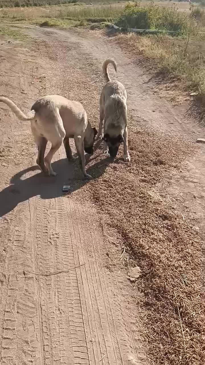 سگ سرابی|سگ|آذرشهر, |دیوار