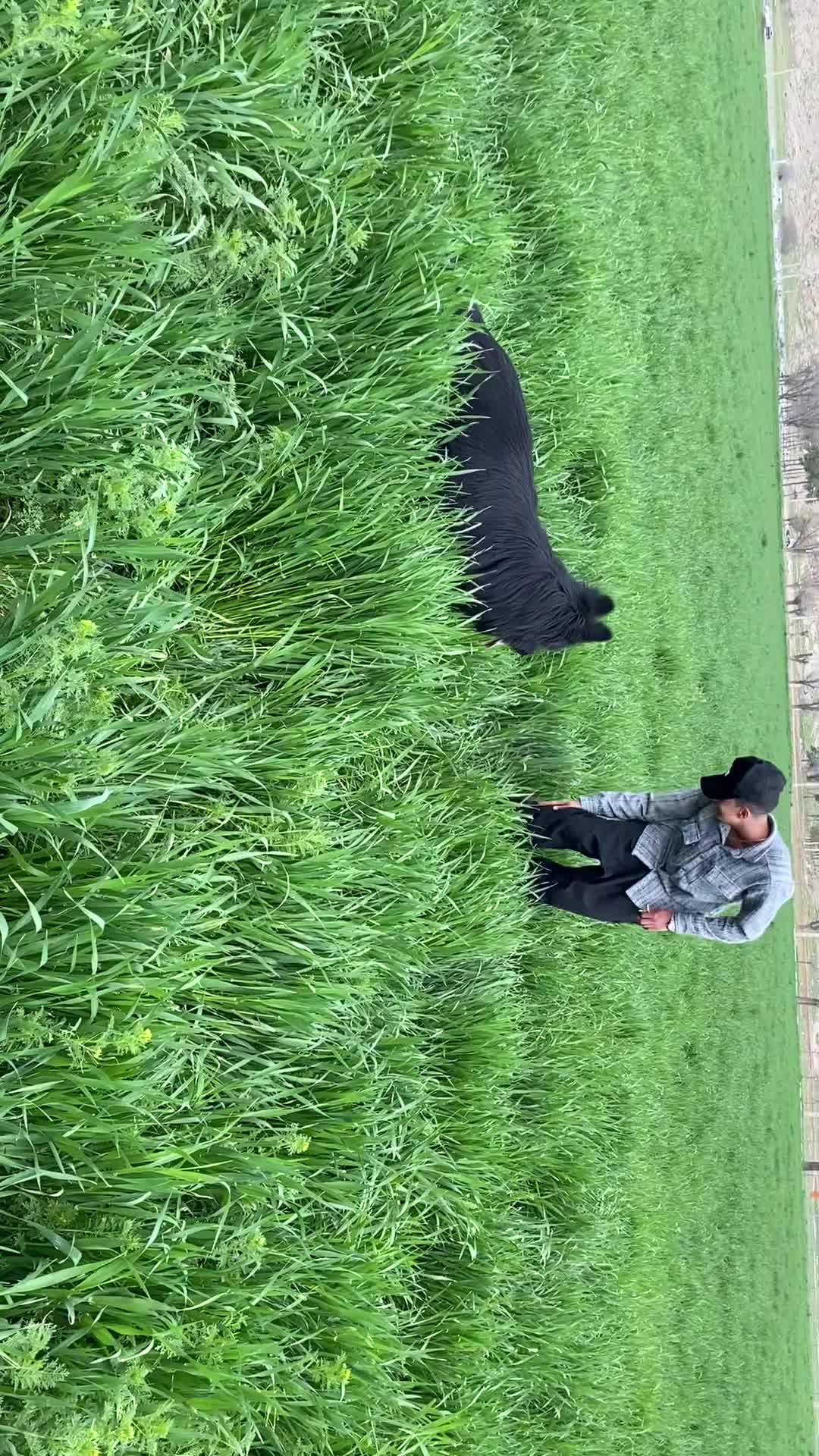 ژرمن بلک.کشش ژرمن|سگ|مرودشت, تخت جمشید|دیوار