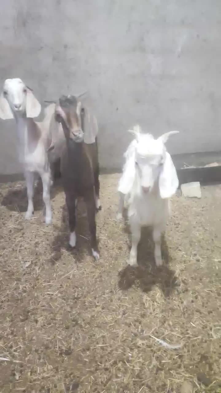 بزغاله دورگ پاکستانی|حیوانات مزرعه|آران و بیدگل, |دیوار