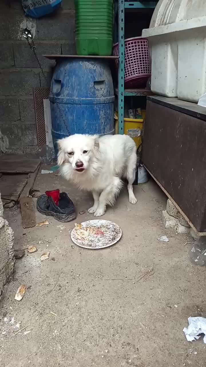 اشپیتز|سگ|رشت, لاکان شهر|دیوار