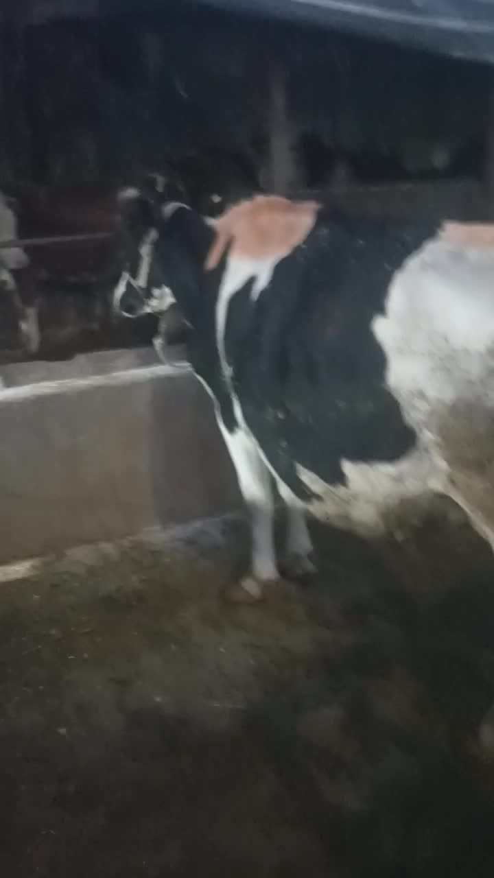 گاو|حیوانات مزرعه|خرمآباد, |دیوار