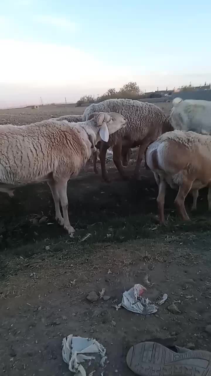 شیشک قوچ چینی درشت و هیکل|حیوانات مزرعه|تربت جام, جامی|دیوار