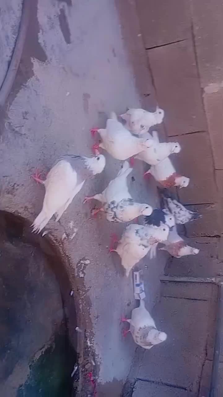 فروش طوقی و فقط فقط معاوضه با گندم یا هفت دانه|پرنده|چرام, |دیوار