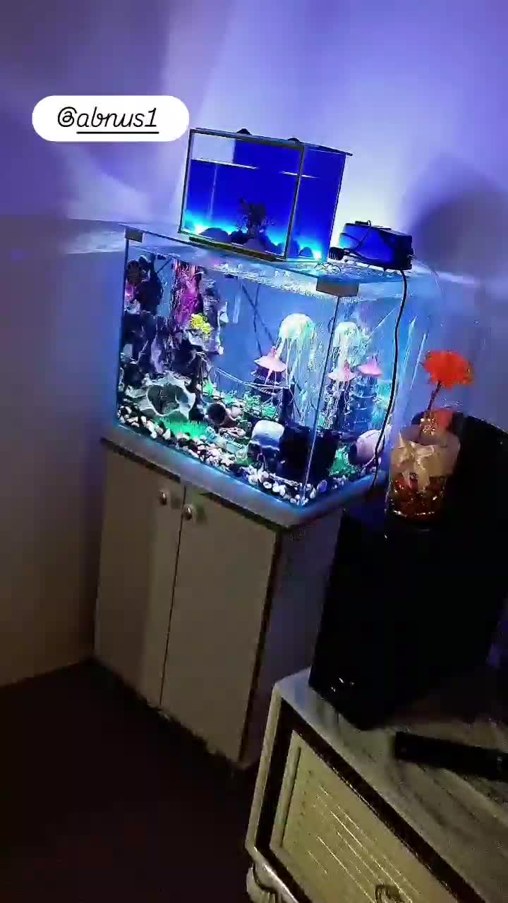 آکواریوم|ماهی|کرمانشاه, |دیوار