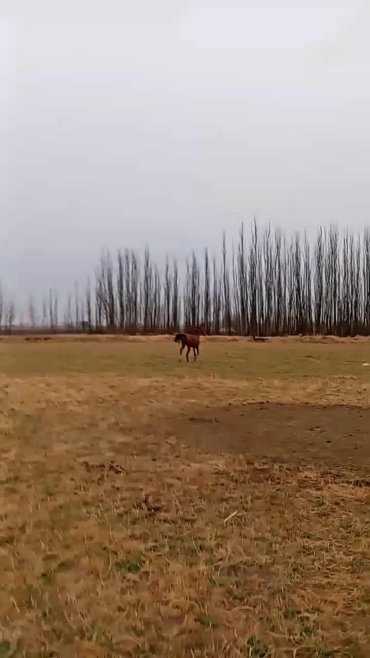 فروش یک رآس نریان کرد شش دانگ|اسب و تجهیزات اسبسواری|میاندوآب, |دیوار