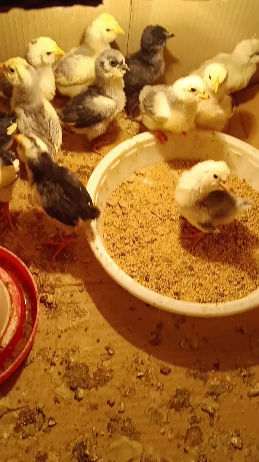 فروش جوجه و تخممرغ گلین طوسی|حیوانات مزرعه|قم, چهل درخت|دیوار