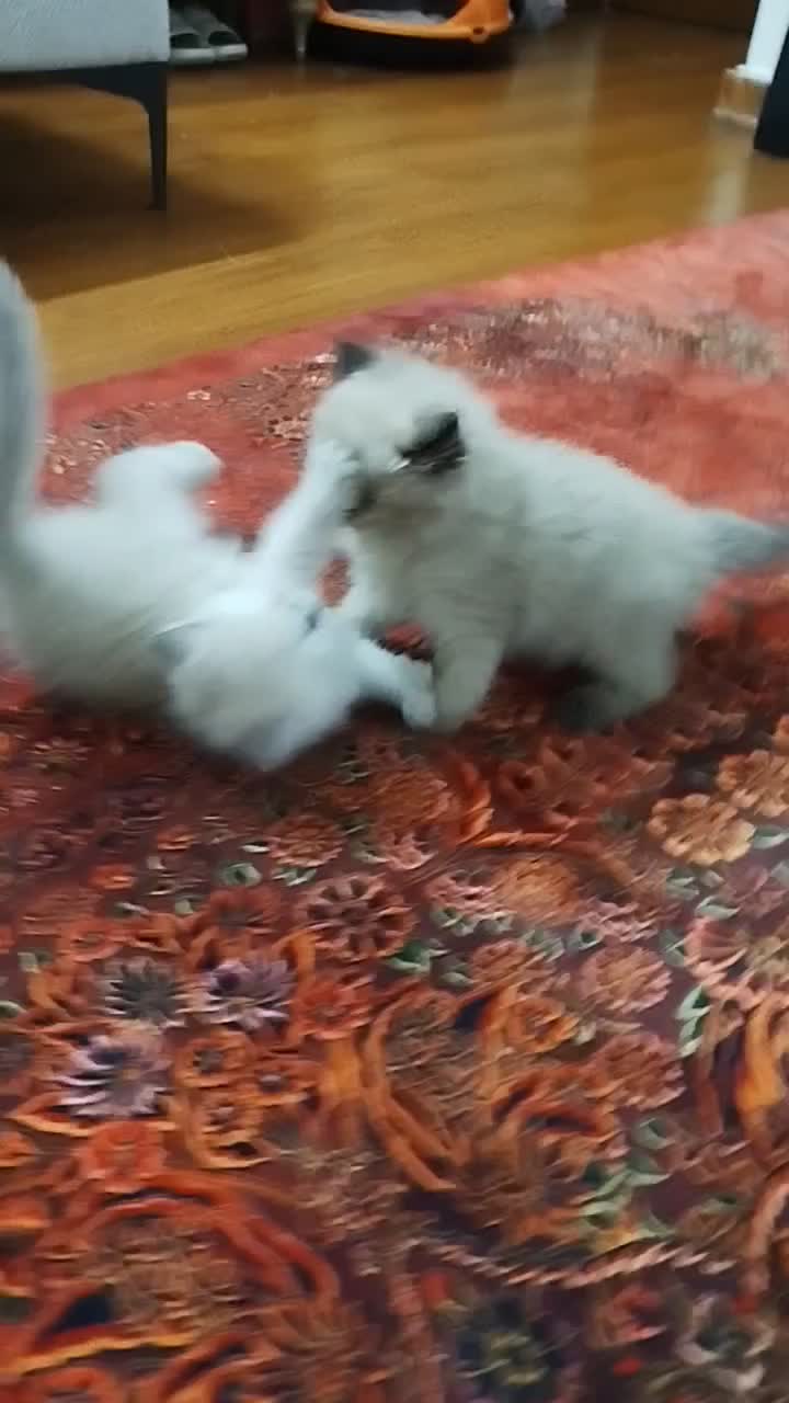 بچه گربه خاص|گربه|تهران, جوادیه تهرانپارس|دیوار