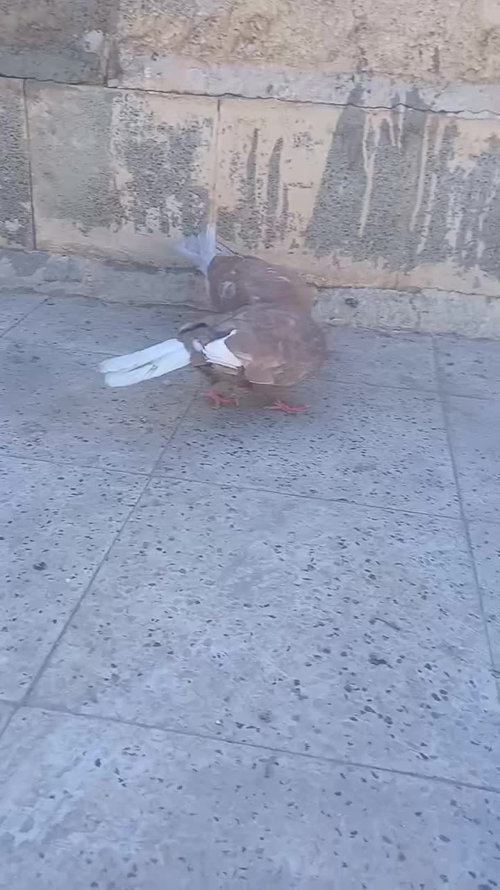 جفت کفتر قره مشگی دمسفید ماده با کله دمسفید نر|پرنده|مشهد, قائم|دیوار