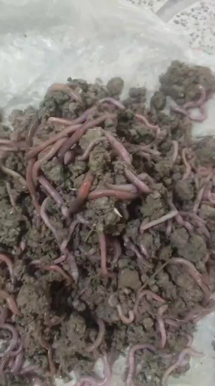 کرم خاکی،طعمه کرم خاکی، طعمه ماهیگیری|ماهیگیری|اسلامشهر, شهرک واوان|دیوار