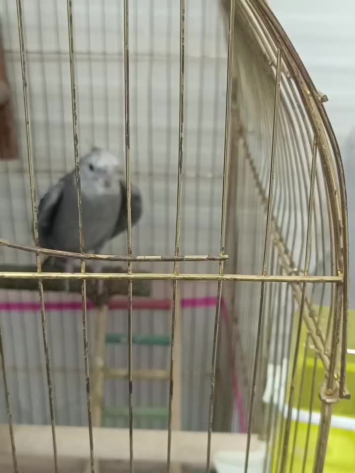 سخنگو|پرنده|بندرعباس, |دیوار