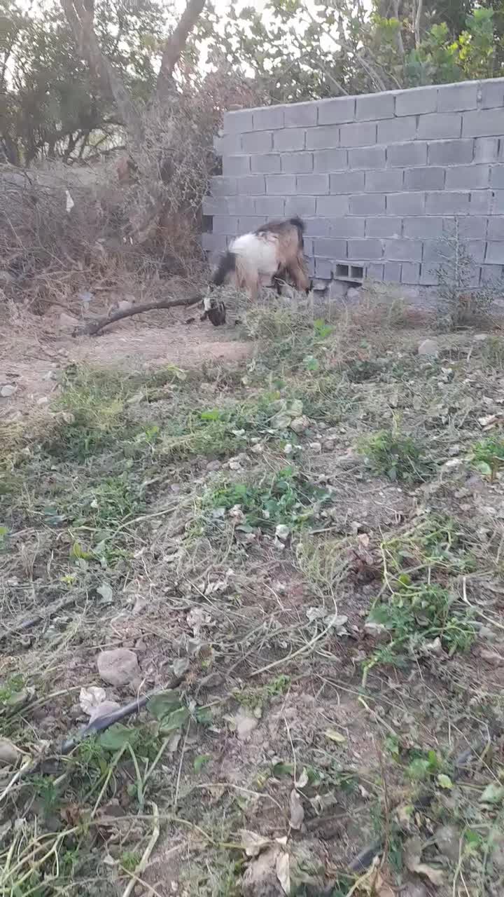 پازن مست بز رون|حیوانات مزرعه|جره و بالاده, |دیوار