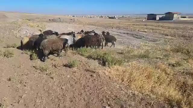 گوسفند داشتی|حیوانات مزرعه|تاکستان, |دیوار