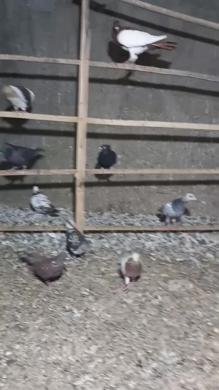 کبوتر کفتر طوقی سرور آبادانی|پرنده|کهک, |دیوار