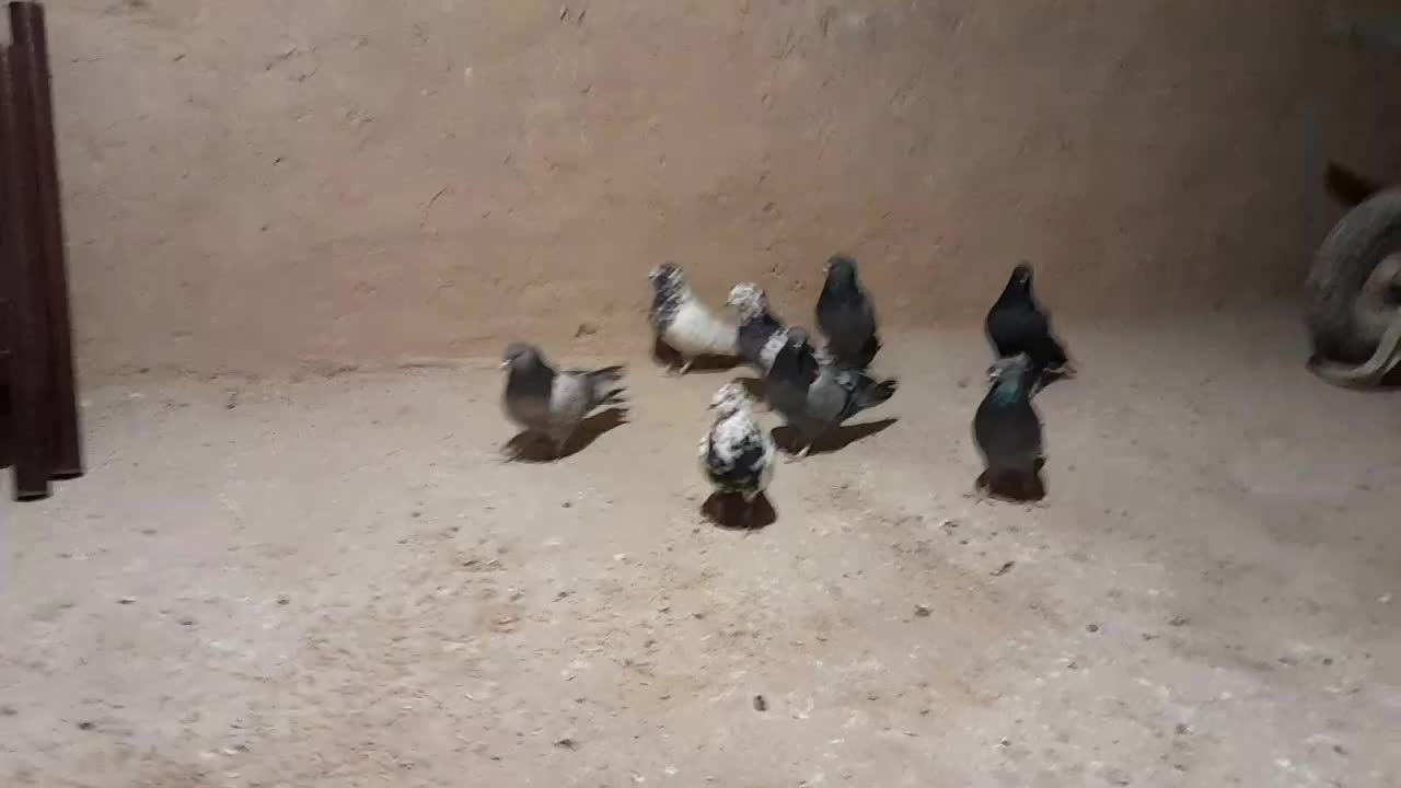 کبوتر اصفهانی|پرنده|شهرضا, |دیوار