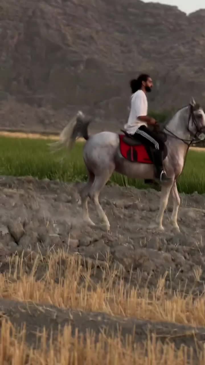 اسب نریان|اسب و تجهیزات اسبسواری|شهرضا, |دیوار