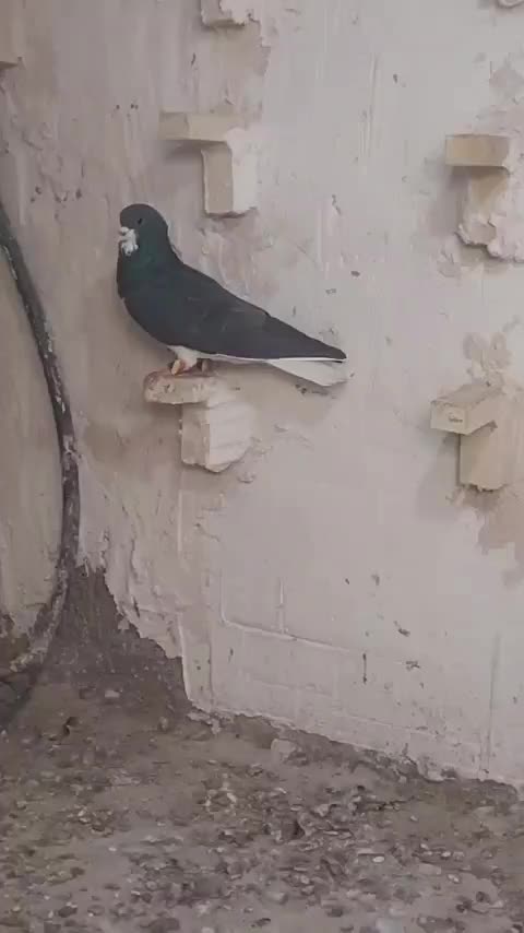 کفتر|پرنده|ششده و قره بلاغ, |دیوار