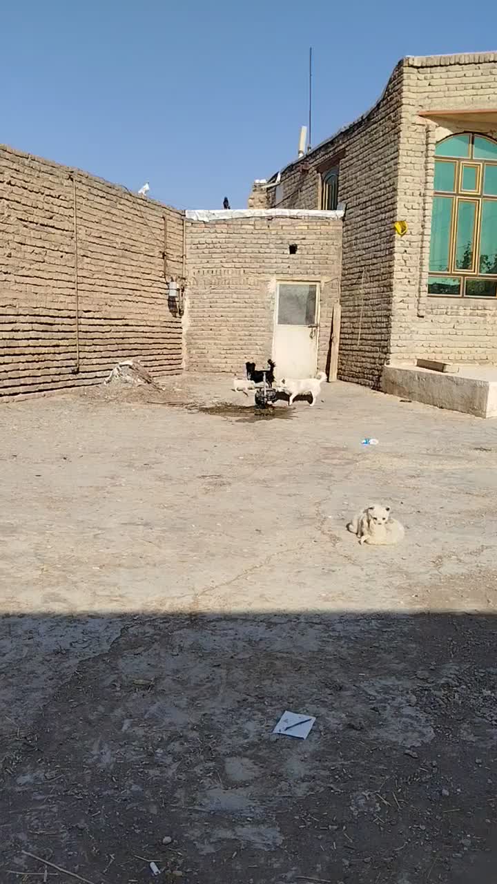 پاکوتا|سگ|یامچی, |دیوار