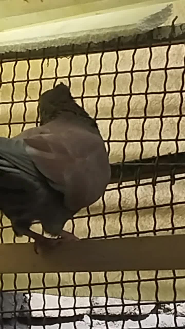 کفتر گرگی وسرخ|پرنده|تهران, شهرک رضویه|دیوار