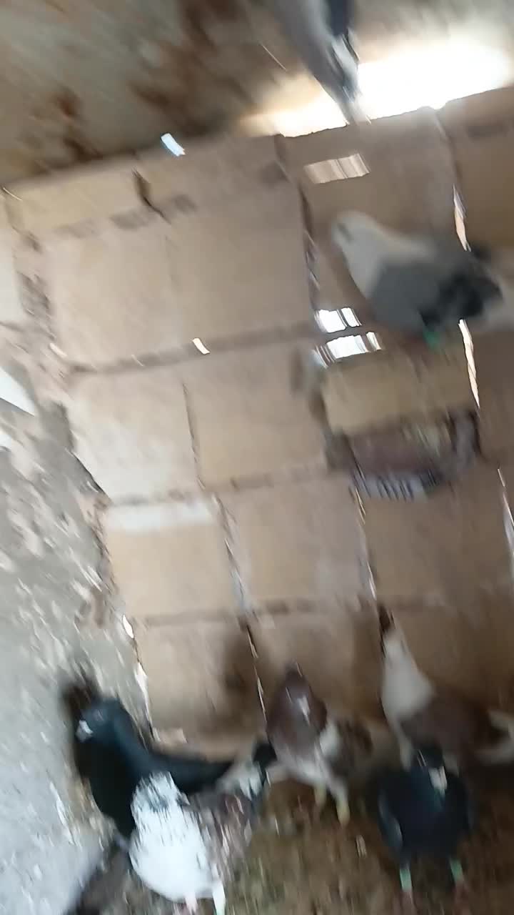 کفتر|پرنده|بم, |دیوار