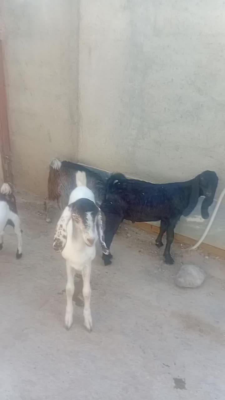 سلام دوستان 5راس بزغاله ویک راس بز داشتی و توقلی|حیوانات مزرعه|انبارآلوم, |دیوار