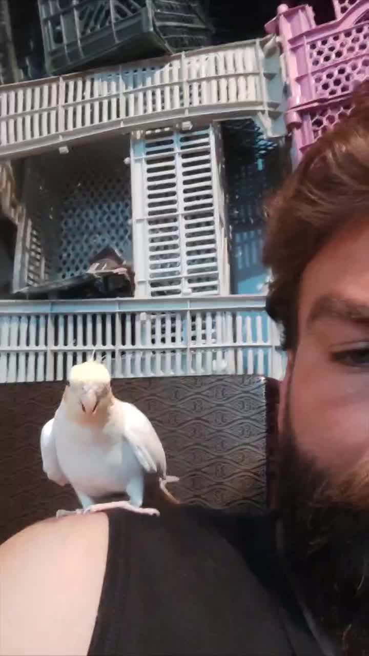 عروس هلندی سخنگو|پرنده|کرمانشاه, |دیوار