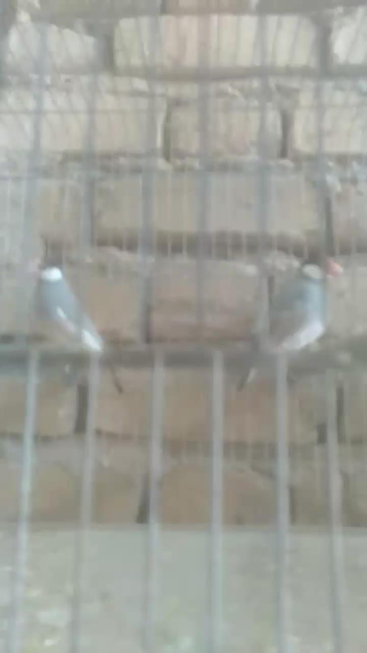 فنچ نرگسی|پرنده|سیمکان, |دیوار