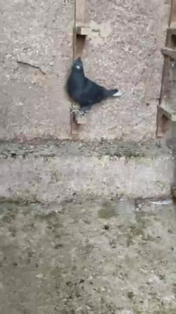 دم سفید جوان|پرنده|شیراز, تندگویان|دیوار