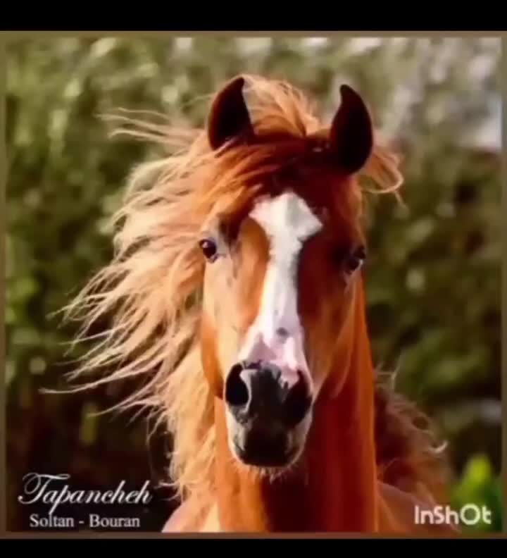 مادیان عرب آبستن  کشش سلیمی کرد تپانچه سلطان گنبد|اسب و تجهیزات اسب‌سواری|اراک, |دیوار