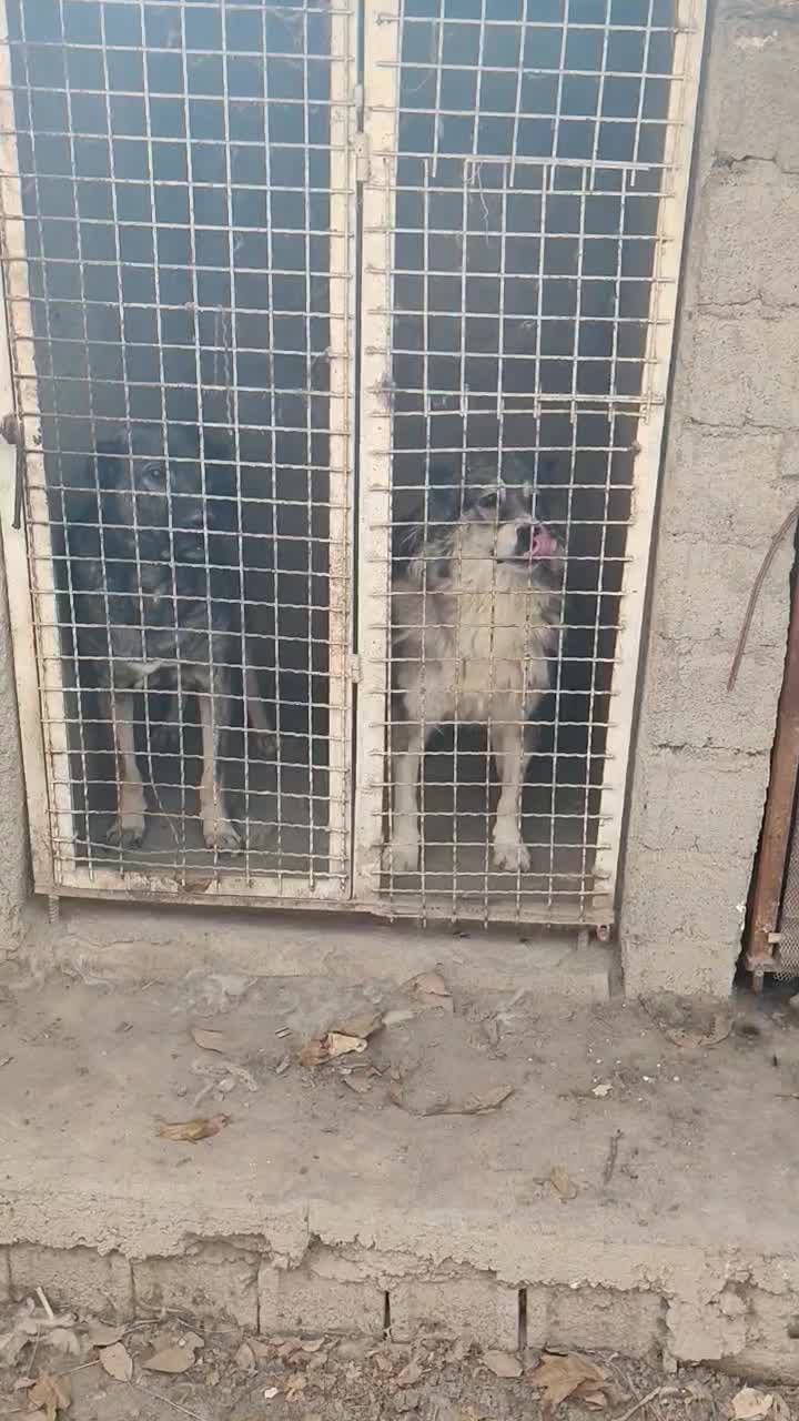 یک جفت سگ ژرمن نر و ماده|سگ|ماهدشت, |دیوار