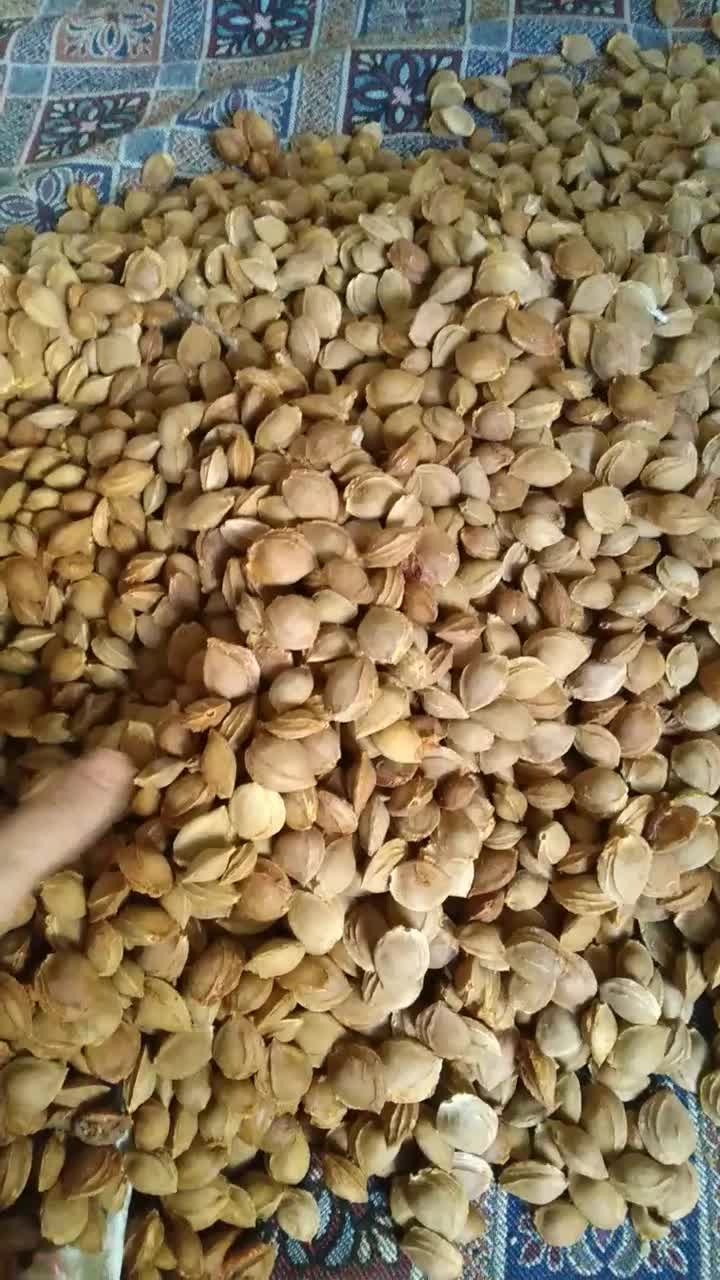 هسته زردآلو شیرین|خوردنی و آشامیدنی|تهران, امام زاده عبدالله|دیوار