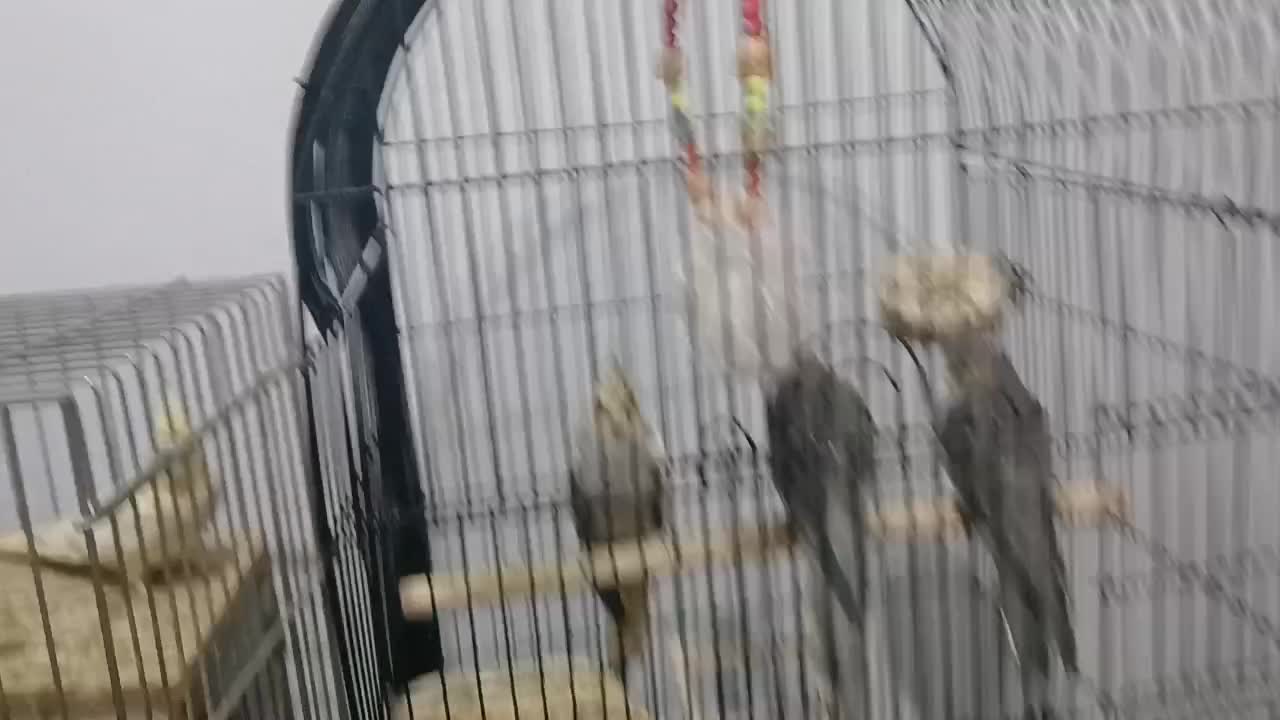 باسلام دوجفت عروس هلندی مولد 3تاجوجه دنخور|پرنده|شهریار, دهشاد پائین|دیوار