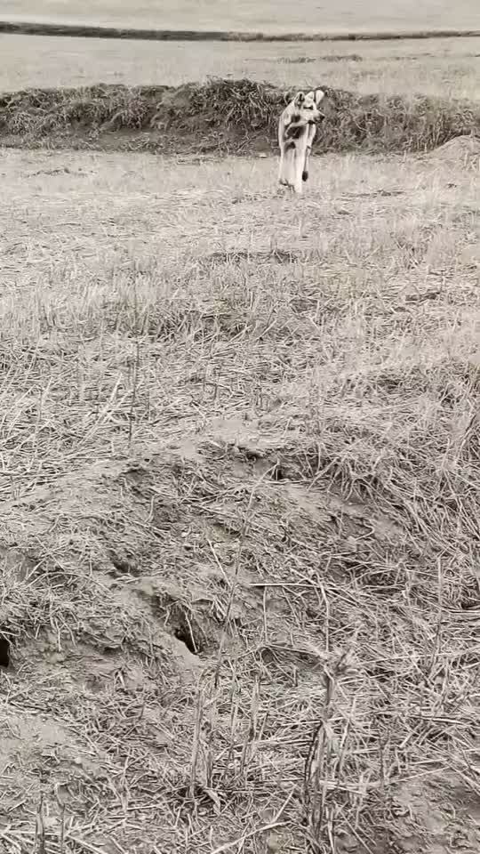 ماده دورگه عراق سراب ۳ سال|سگ|اردبیل, |دیوار