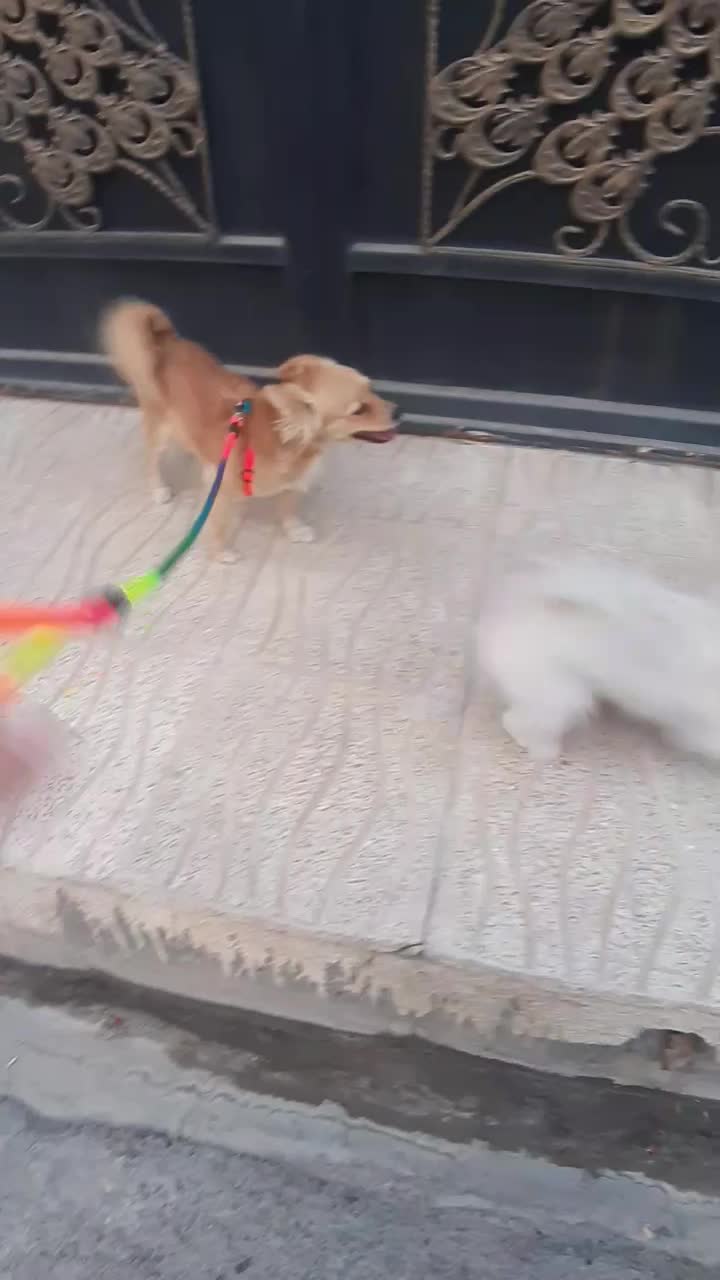 واگذاری سگ اشپیتز ماده دو ساله|سگ|آبیک, |دیوار