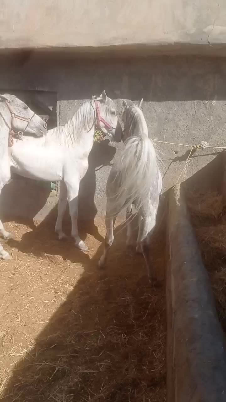 خریدوفروش اسب پالونی وباری|اسب و تجهیزات اسب‌سواری|لاران, |دیوار