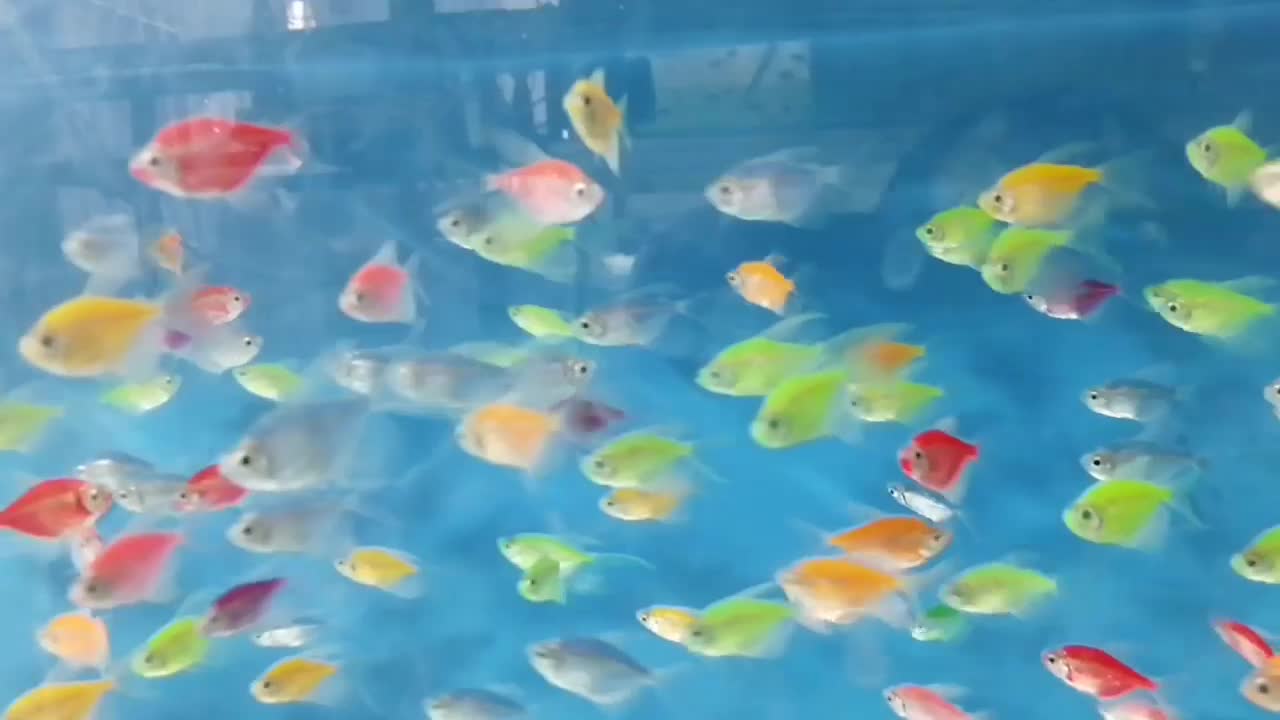 انواع گوپی مولی پلاتی کالرزبرا لجن خ آنجل آکواریوم|ماهی|تهران, امام زاده حسن|دیوار