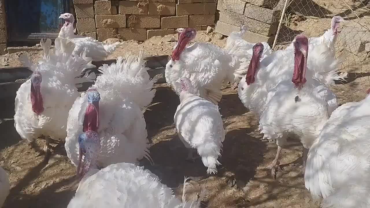 بوقلمون گوشتی با روش سنتی|حیوانات مزرعه|امام, |دیوار